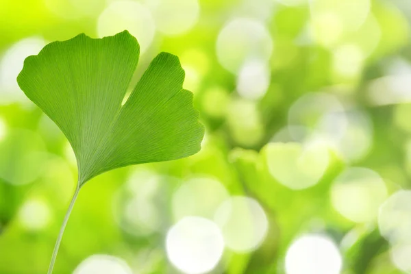 Ginkgo Biloba Leaf Green Natural Blurred Background — Stock Photo, Image