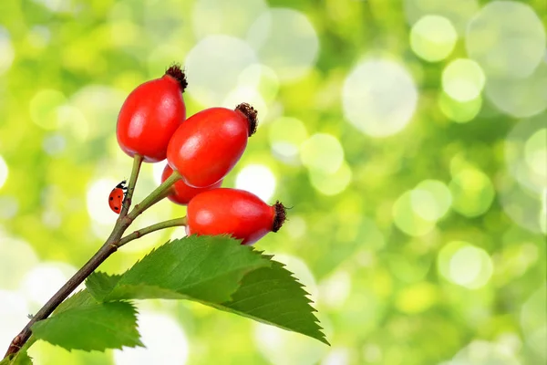 Rose Heupen Rosa Canina Close Groene Natuurlijke Achtergrond — Stockfoto