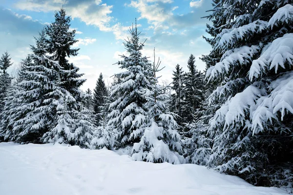 夕阳下的白雪皑皑的冬日景色 捷克共和国国家公园山 — 图库照片