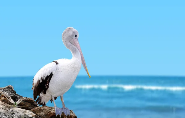 Grande Pelicano Branco Sobre Uma Rocha Junto Mar — Fotografia de Stock