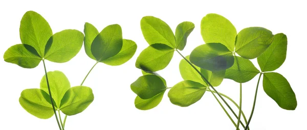 Hojas Verdes Frescas Trébol Aisladas Sobre Fondo Blanco — Foto de Stock