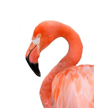 Beyaz bir arka plan üzerinde izole bir flamingo portresi.