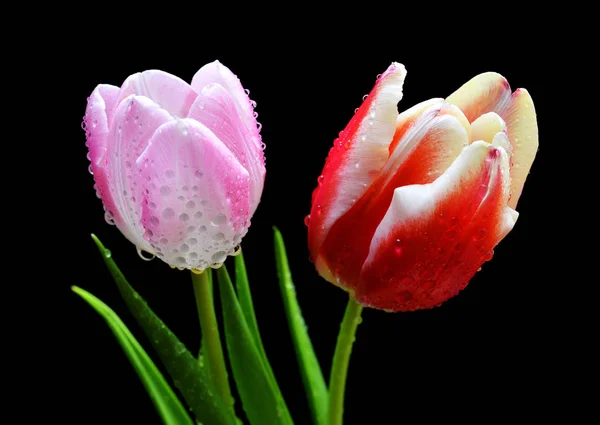 Gotas Rocío Sobre Tulipán Rojo Rosa Aislado Sobre Fondo Negro —  Fotos de Stock