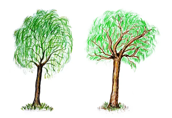 Alberi Decidui Estivi Disegnati Mano Isolati Sfondo Bianco — Foto Stock