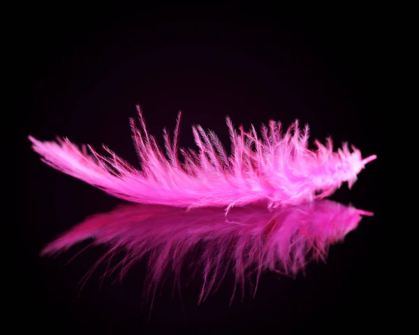 黑色背景粉红鸟羽毛 — 图库照片
