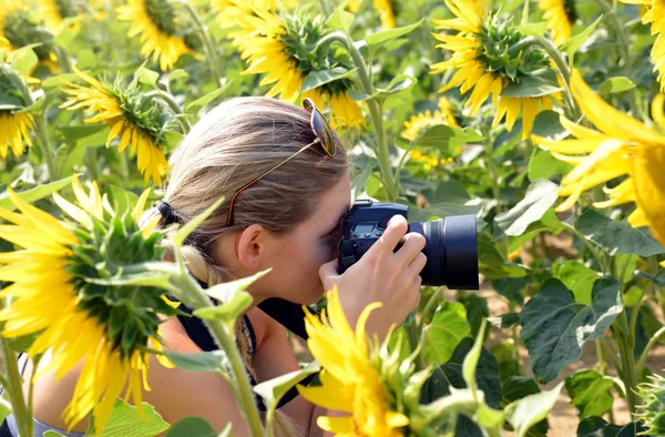 Woman taking photos of sunflower field with digital camera.