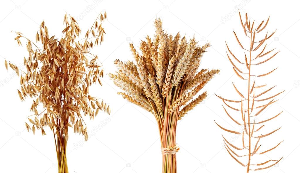 Ripe cereals plants oats,wheat and canola isolated on a white background. Collection of agricultural crops.