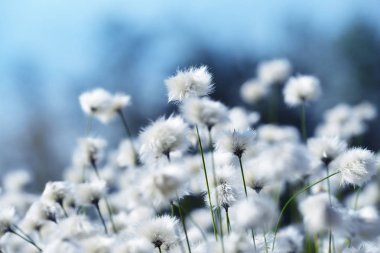 Çiçekli pamuklu çim kapatın. Kutup bitki.