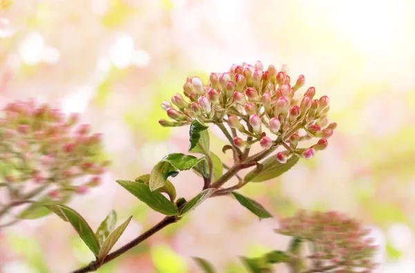 Branches Florissantes Sur Fond Nature Floue Saison Printemps — Photo