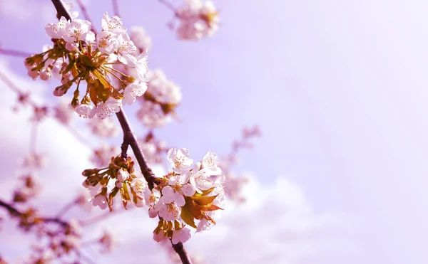 Ramo Uma Cerejeira Florescente Fecham Temporada Primavera Natureza Fundo Com — Fotografia de Stock