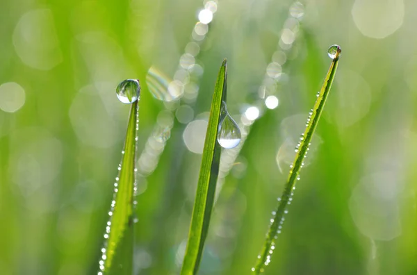 新鲜的绿色春草与露珠特写 自然背景 — 图库照片