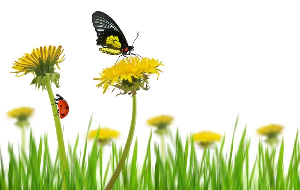 Yellow Dandelion Flowers Butterfly Ladybug Grass White Background Spring Season — Stock Photo, Image