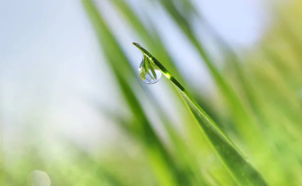 Dew Капли Зеленый Лист Травы Крупным Планом Утро Лугу Естественный — стоковое фото