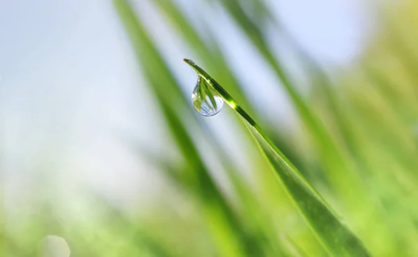 Rosée Tombe Sur Une Feuille Verte Herbe Tout Près Bonjour — Photo