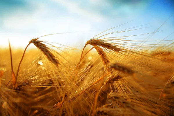 Golden Barley Field Sunset Rural Scene Ripening Ears Sunlight Agricultural — Stock Photo, Image