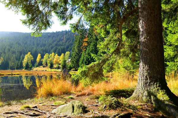 国立公園のババリア地方の森林のモレーン湖クライナー Arbersee ドイツの秋の風景 — ストック写真