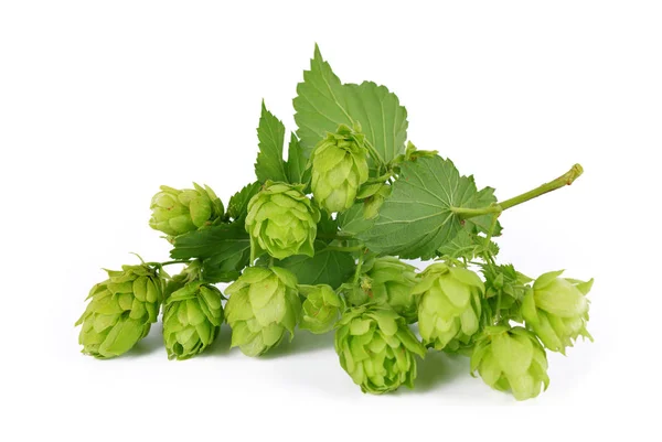 Ramo Luppolo Con Coni Foglie Humulus Lupulus Isolato Fondo Bianco — Foto Stock