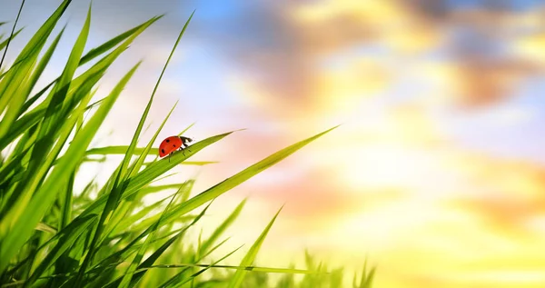 Taze Yeşil Bahar Çimen Gündoğumu Uğur Böceği Ile Doğa Arka — Stok fotoğraf
