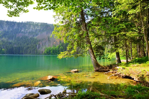 Black Lake Cerne Jezero National Park Sumava Czech Republic — Stock Photo, Image