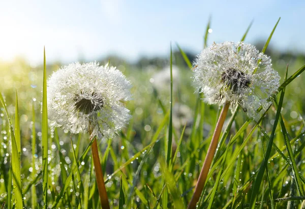 タンポポの花と緑の草に露が落ちる 日の出の春の草原 — ストック写真