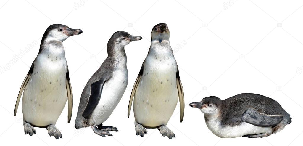 The Humboldt Penguin (Spheniscus humboldti) isolated on white background.