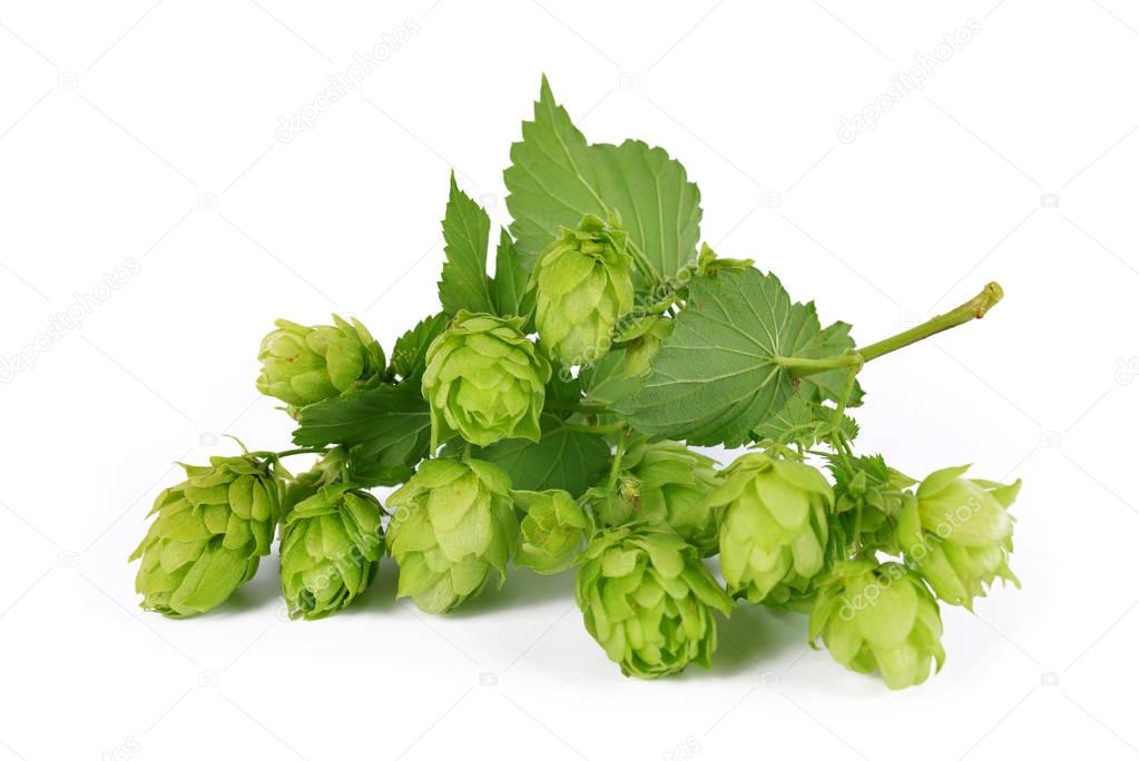 Branch of hop with cones and leaves (Humulus lupulus) isolated on a white background.