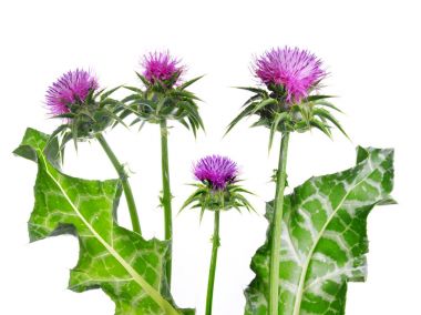 Beyaz arka plan üzerinde tıbbi bitkiler izole Silybum marianum (Milk Thistle).