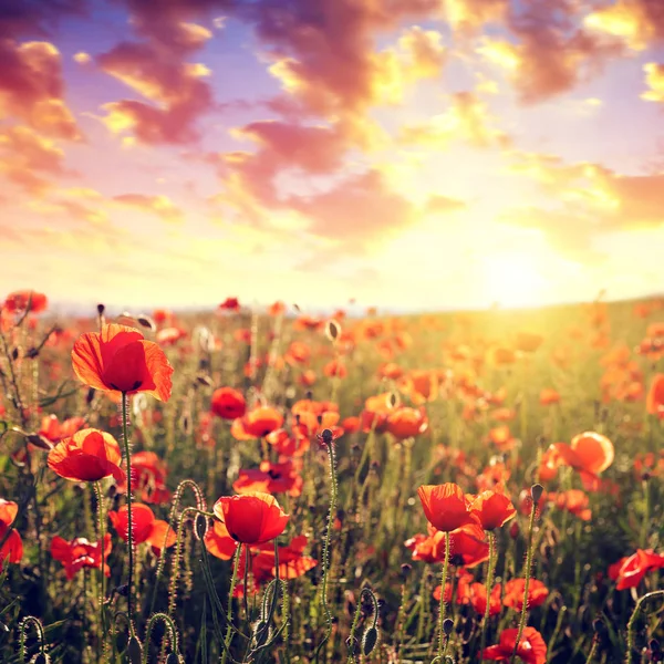 Червоні Макові Квіти Весняному Полі Заході Сонця — стокове фото