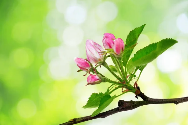 Spring Blossoms Apple Tree Branch Leaves Green Nature Background — Stock Photo, Image