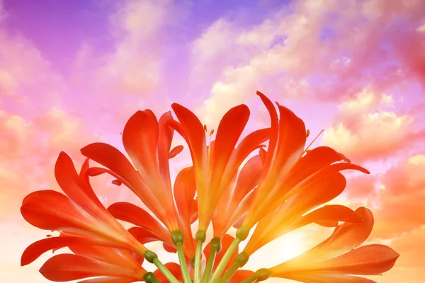 Pomarańczowe Kwiaty Clivia Miniata Zachodzie Słońca — Zdjęcie stockowe