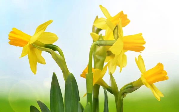 Yellow Narcissus Flowers Blurred Nature Background Spring Season — Stock Photo, Image