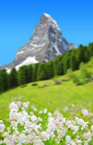 Wildflower Berget Äng Bakgrunden Berget Matterhorn Pennine Alperna Schweiz — Stockfoto