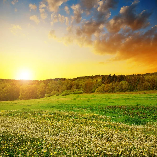 Paisagem Primavera Com Dentes Leão Florescendo Prado Pôr Sol — Fotografia de Stock