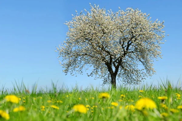 Spring Landscape Blooming Cherry Tree Meadow Dandelions — Stock Photo, Image