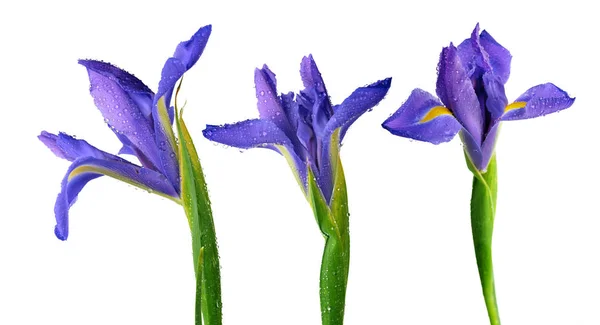 Gotas Agua Sobre Flor Iris Primaveral Aislada Sobre Fondo Blanco —  Fotos de Stock