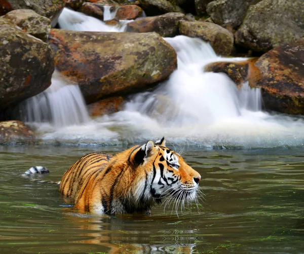 Tigre Siberiano Panthera Tigris Altaica Água — Fotografia de Stock