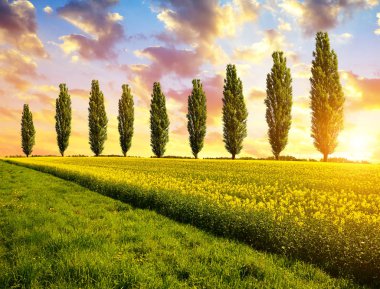 Spring landscape with field off rapeseed and poplar trees at sunset.  clipart