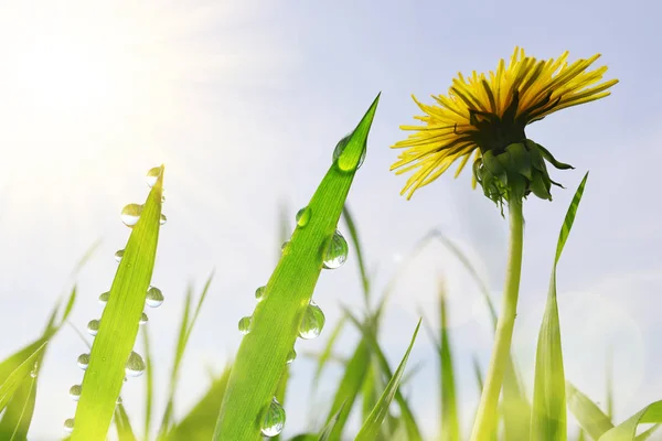 Paardebloem Bloem Verse Groene Gras Met Dauw Druppels Weide Lente — Stockfoto