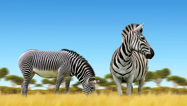 Zebras Savana Africana Animais Fauna Selvagem — Fotografia de Stock