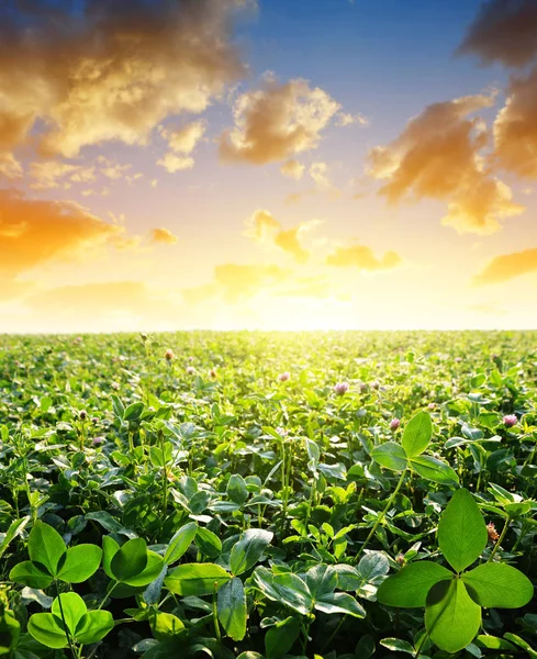 Feld Mit Grünen Kleeblättern Bei Sonnenuntergang — Stockfoto