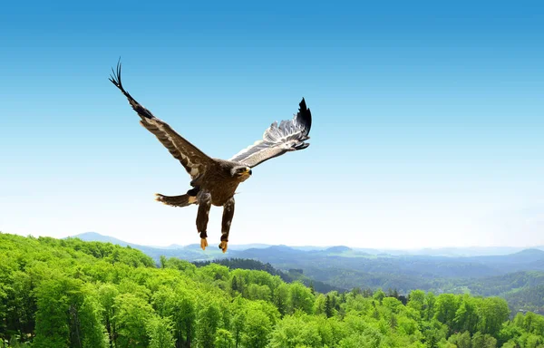Αετός Πετώντας Πάνω Από Δάσος Στο Βουνό — Φωτογραφία Αρχείου