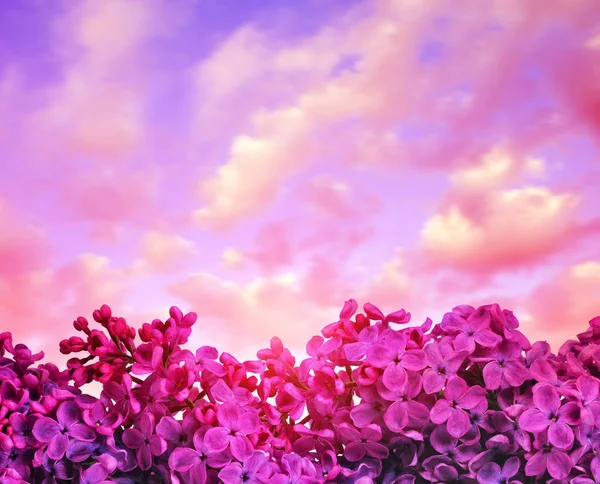 Kwitnące Fioletowe Kwiaty Bzu Bliska Zachodzie Słońca Sezon Wiosna Tle — Zdjęcie stockowe