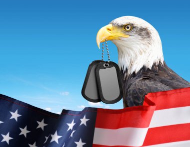Kel kartal köpek Etiketler onun gagasında tutar. Bir Amerikan bayrağı ön planda. Gaziler günü kavramı.