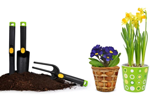 Gartengeräte Erde Und Frühlingsblumen Primel Und Narzisse Topf Isoliert Auf — Stockfoto