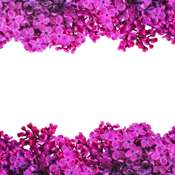 Frame Blooming Purple Lilac Isolated White Nature Background — Stock Photo, Image