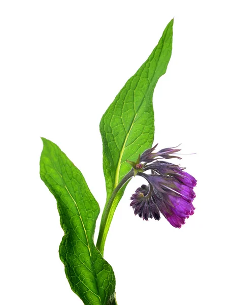 Comfrey Symphytum Officinale Белом Фоне Растение Используемое Медицине — стоковое фото