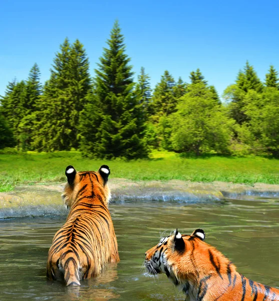 Сибірський Тигр Panthera Tigris Altaica Воді — стокове фото