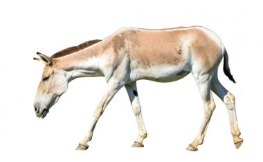 Beyaz bir arka plan üzerinde izole turkmenian kulan (Equus hemionus kulan).
