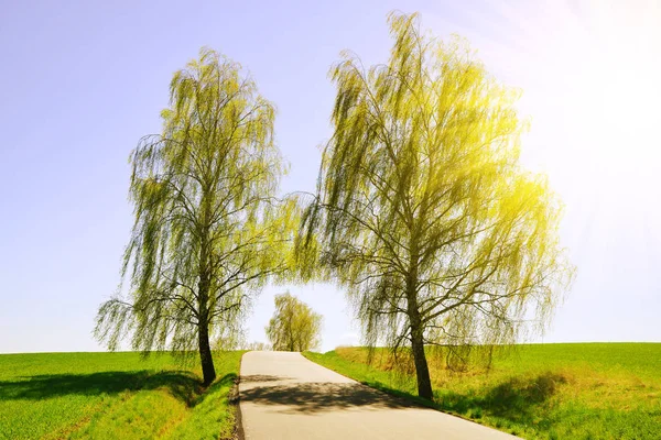 阳光明媚的春天 柏油的桦木路 — 图库照片