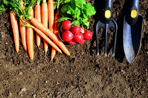 Garden tools carrots and radish in soil. Gardening concept.